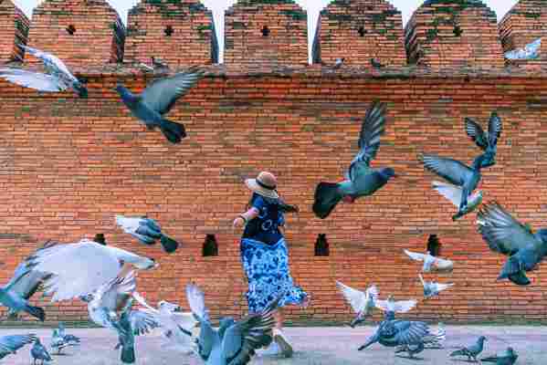 Tourists are paying for the services of 'pigeon spookers' in Thailand