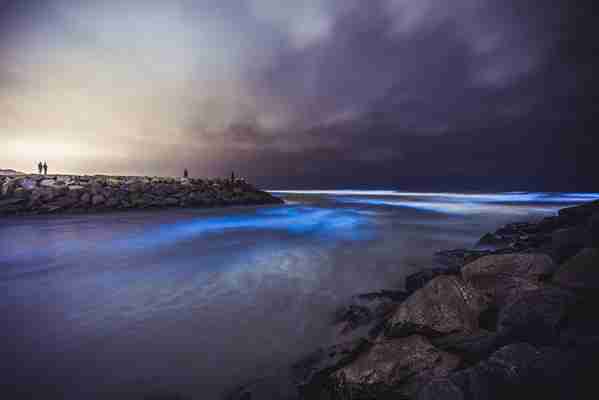 Watch dolphins swim through glowing bioluminescent waters off the California coast