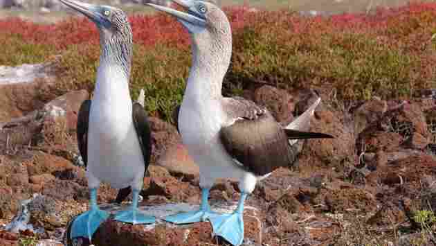 Metropolitan Touring Relaunches Galapagos Itineraries