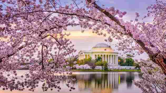 Traveling for Cherry Blossoms: America’s Largest Spring Festival